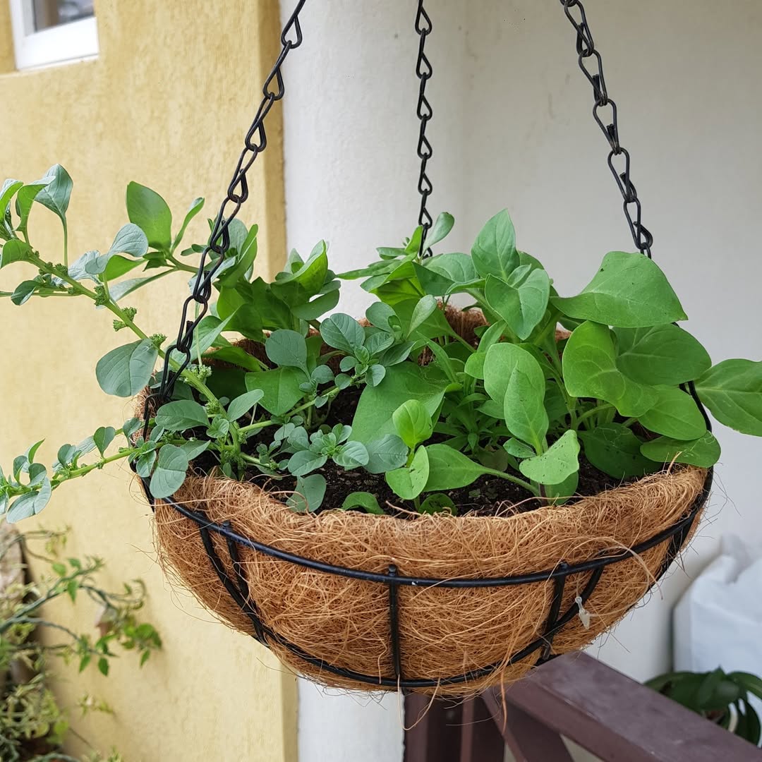 hanging produce baskets organization